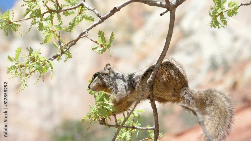 Ultra slow motion shot of rock squirrel from the side chewing tree buds Ultra slow motion shot of rock squirrel from the side chewing tree buds
