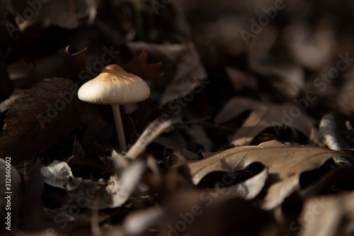 mushroom in fall