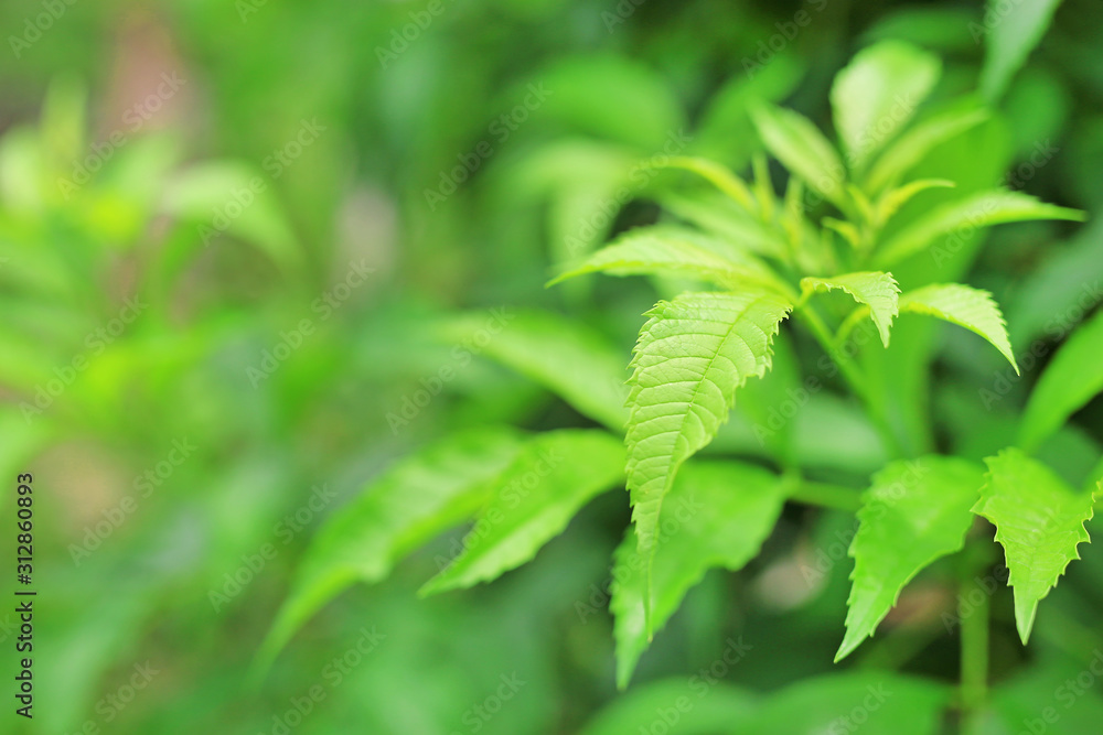 Green nature tree leaves on blurred background in the morning light. Fresh natural background. Green nature tree leaves on blurred background in the morning light. Fresh natural background.