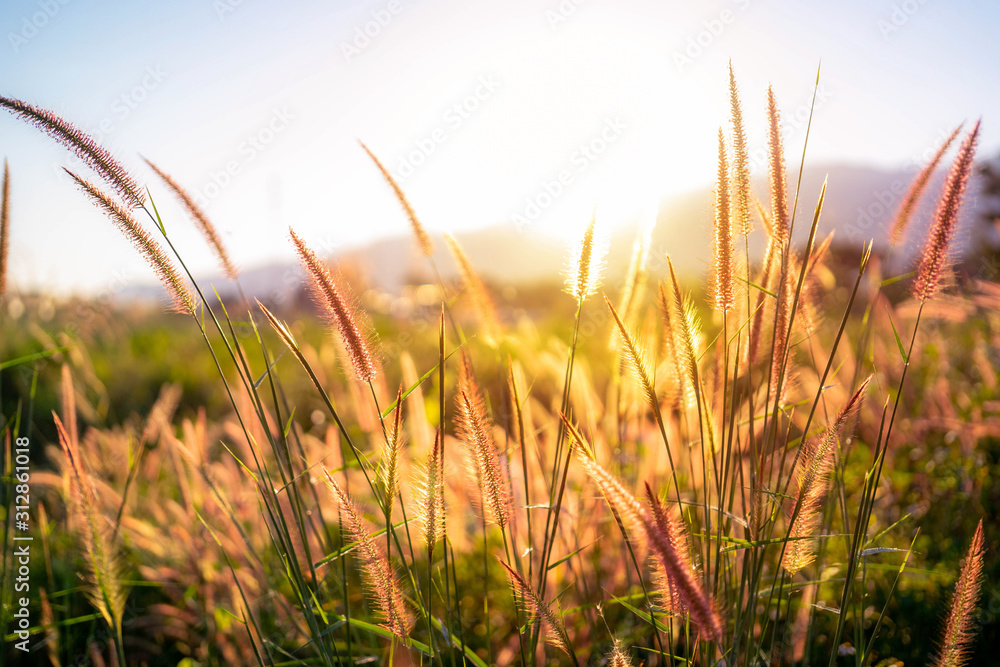 Yellow grass close up view with flower look to blue sky on the background. beautiful soft grass flower or poaceae.