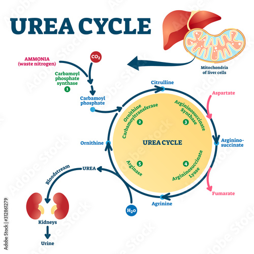 Urea cycle vector illustration. Labeled educational ornithine explanation.