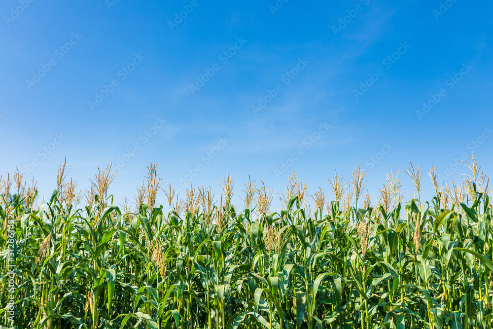 Fototapeta premium Young green corn field, Row of corn plantation near sliding soil texture after flooding.