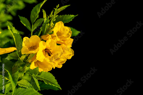 Bush of Yellow elder, Trumpetbush or Trumpet Flower on the branch isolated on black