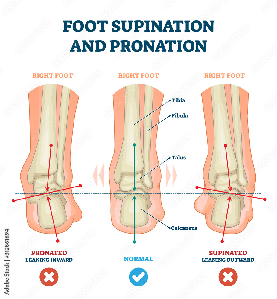 Foot supination and pronation vector illustration. Labeled medical