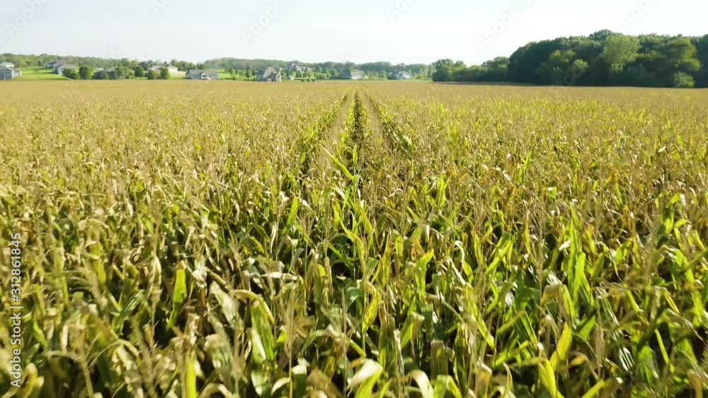 Slow, Low Altitude Aerial View of Cornstalks on Farm Slow, Low Altitude Aerial View of Cornstalks on Farm
