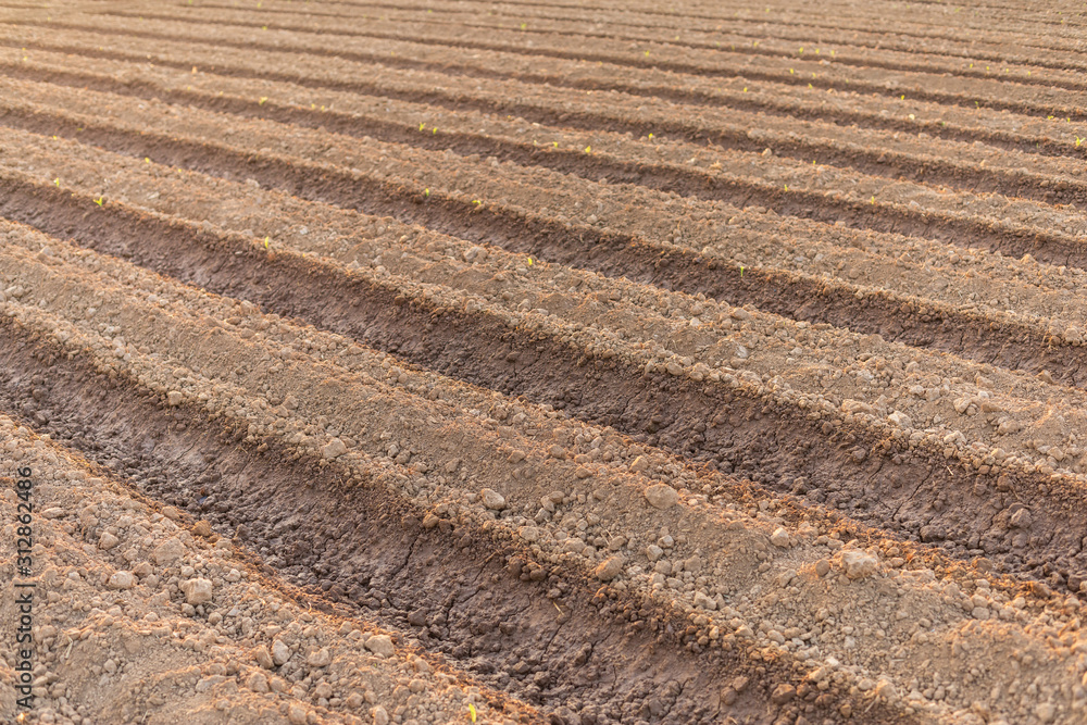 Field of young corn tree. Row of land with deep soil to release water to corn field