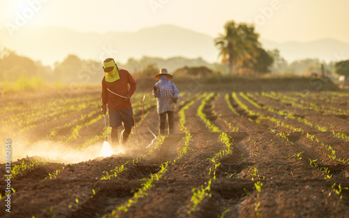 Asian farmer working in the field and spraying chemical or fertilizer to young green corn field © SKT Studio