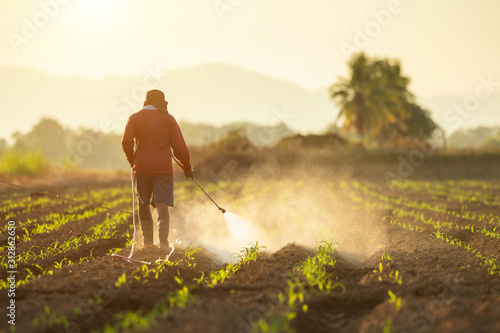 Asian farmer working in the field and spraying chemical or fertilizer to young green corn field photo