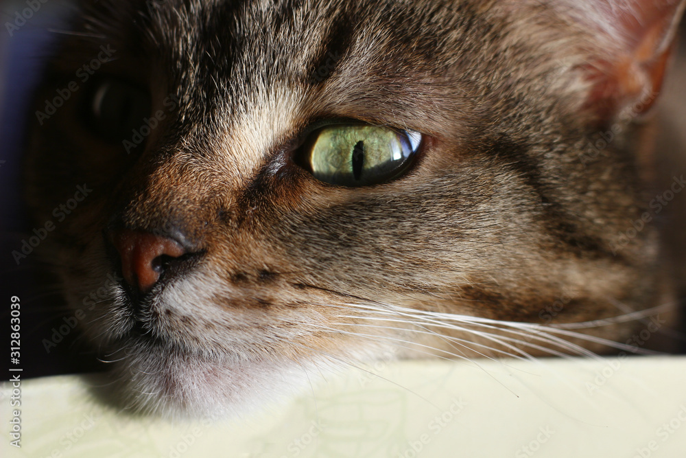 portrait of a cat close-up with an expressive look