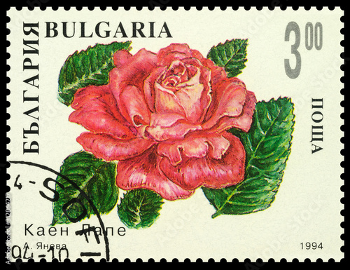 Pink rose on postage stamp