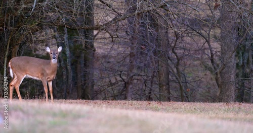 deer family moves through scene