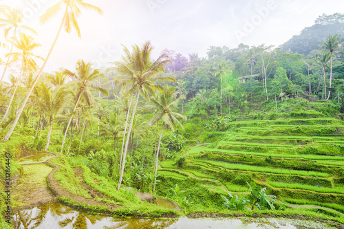  Selective focus  Stunning view of the Tegalalang rice terrace fields during sunrise. Tegalalang rice fields are a series of rice paddies located in Ubud  Bali  Indonesia.