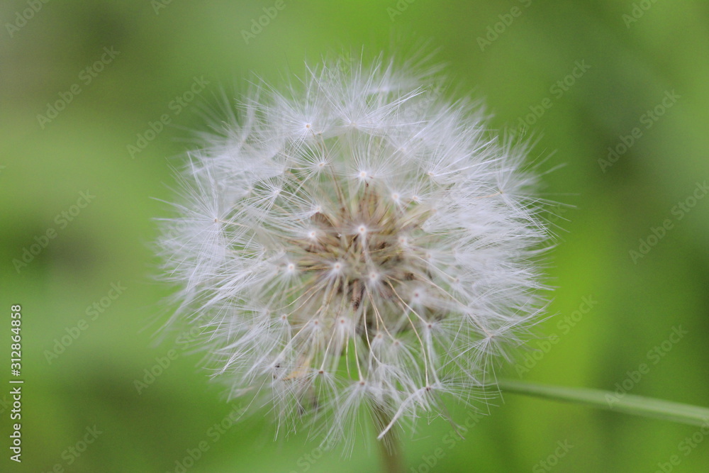 dandelion on background of green grass