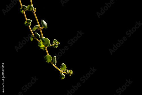Green leaf in the garden isolated on black background © SKT Studio