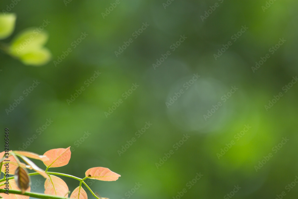 the leaf close-up in nature, leaf pattern the leaf close-up in nature, leaf pattern