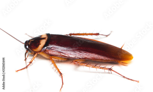 Macro of cockroach, cockroach close up © taweesak