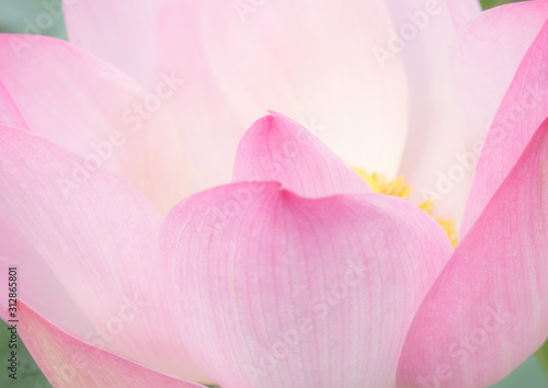 Wallpaper Mural The pink lotus flower in nature background, flower and leaf texture Torontodigital.ca
