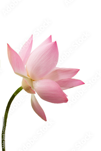 The pink lotus flower in nature background  flower and leaf texture