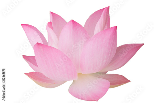Fototapeta Naklejka Na Ścianę i Meble -  The pink lotus flower in nature background, flower and leaf texture