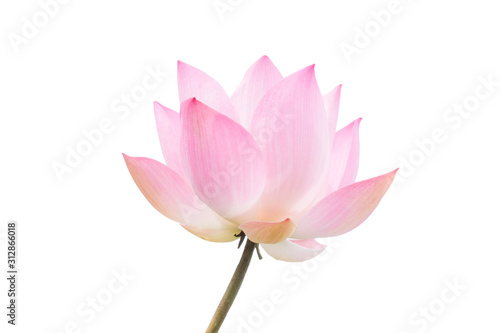 The pink lotus flower in nature background  flower and leaf texture