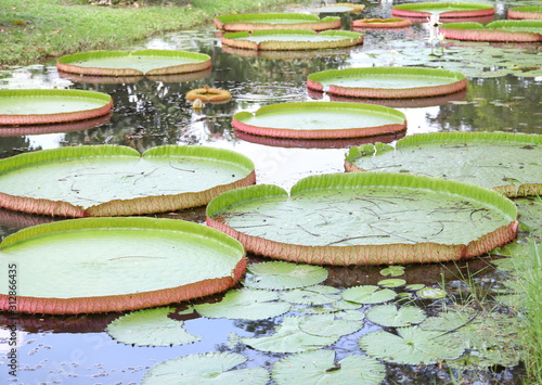 Victoria lotus leaf in the pond
