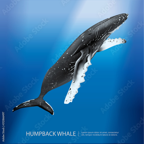 Humpback Whale Under the Sea Vector Illustration