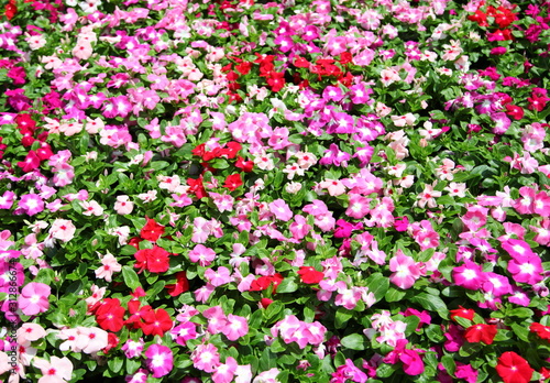 Periwinkle flowers in garden 