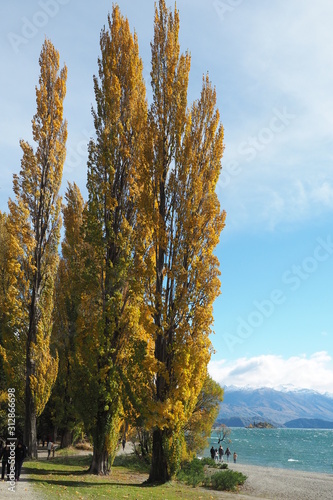 Pine trees next to beach with blue sky