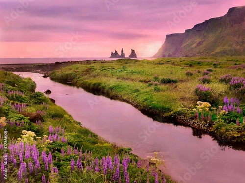 Fototapeta Naklejka Na Ścianę i Meble -  A beautiful landscape in Vik, Iceland with summer flowers in bloom and a pink sky reflected in a stream flowing to the sea with pinnacle rocks visible.