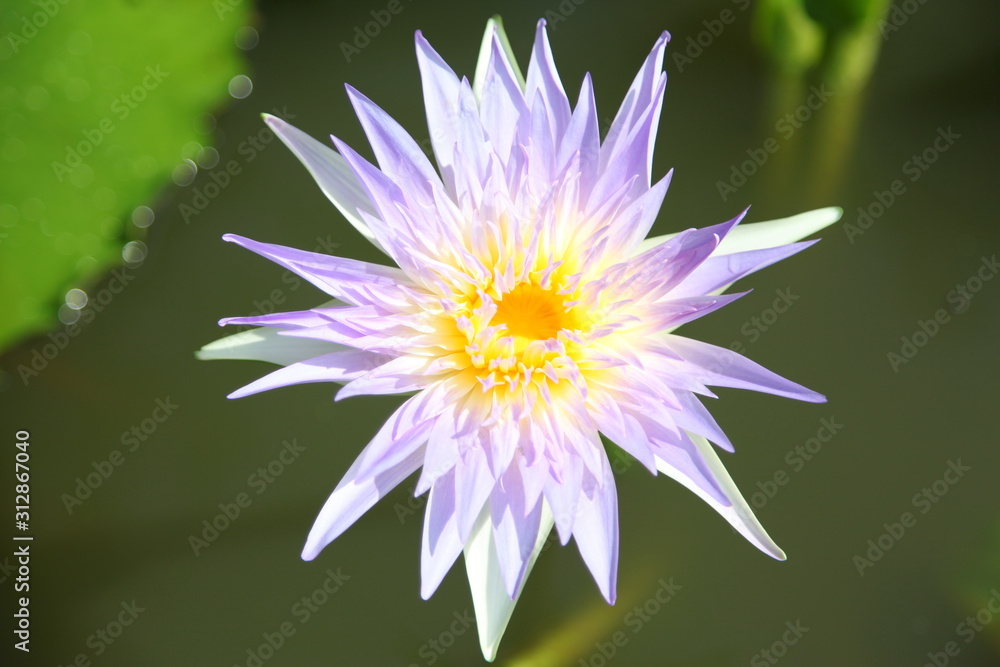 Beautiful purple water lily flower Beautiful purple water lily flower