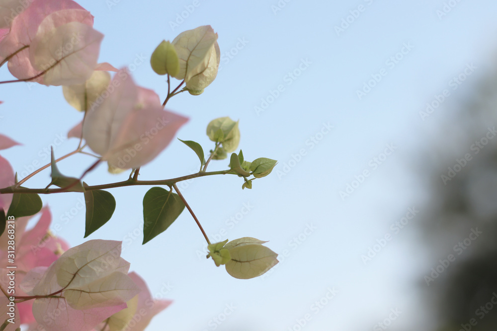 Pink flowers on a tree Pink flowers on a tree