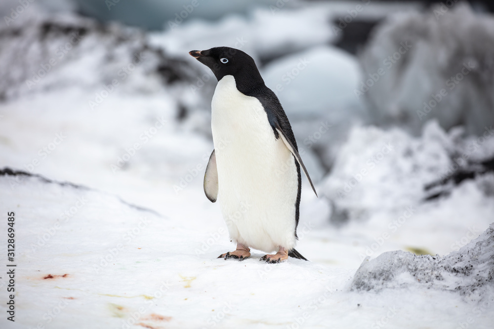 Fototapeta premium Antarctica Wildlife