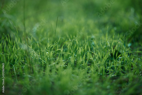 closeup of green grass background
