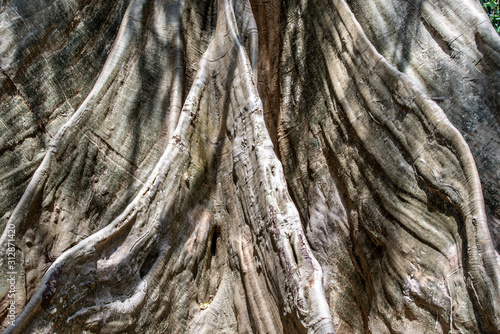 Details of The image of The largest and highest giant tree in Ban Sanam of Uthai Thani Province, Thailand, Selective focus.