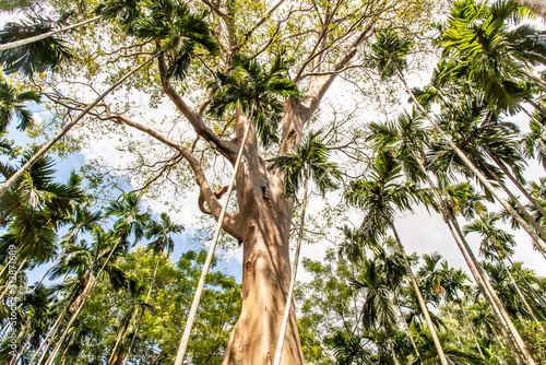 The image of The largest and highest giant tree in Ban Sanam of Uthai Thani Province, Thailand, Selective focus.
