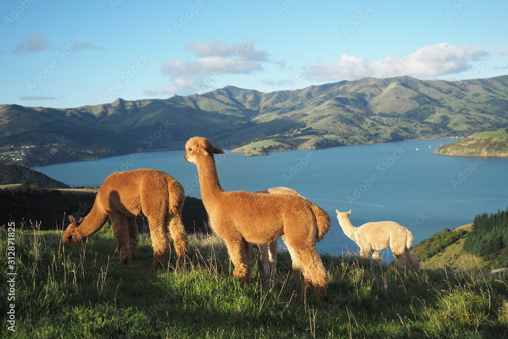 Alpacas farm with lake and mountain view background