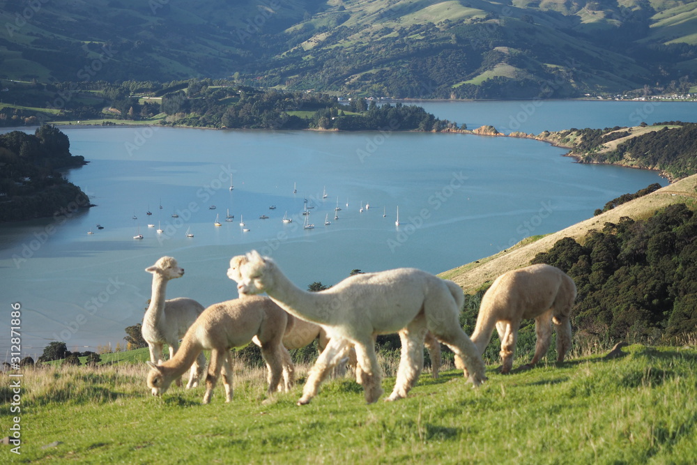 Naklejka premium Alpacas farm with lake and mountain view background