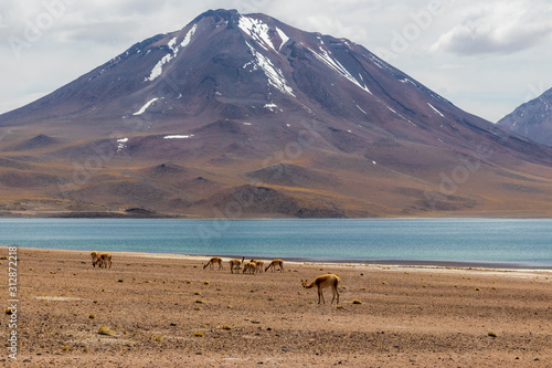 Laguna Miscanti near Atacama desert in Chile