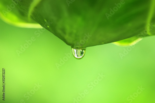 dew drops on the leaves