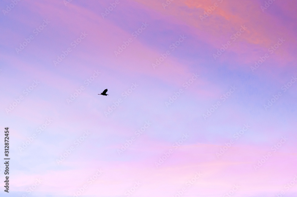 Single Egret bird flying against beautiful colourful sweet sunrise morning sky
