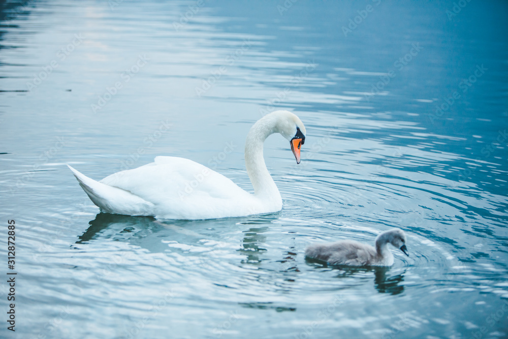 swans family in lake water close up swans family in lake water close up