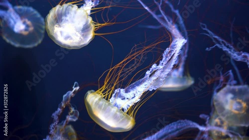 Closeup view of a large jellyfish with blue background