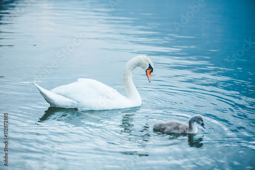 swans family in lake water close up