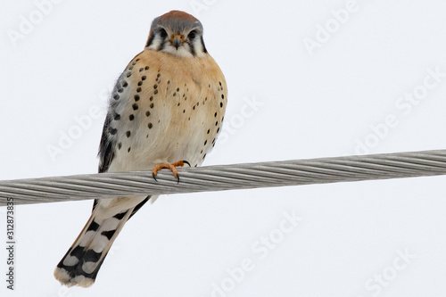 American Kestrel keeping a watchful eye looking for prey.