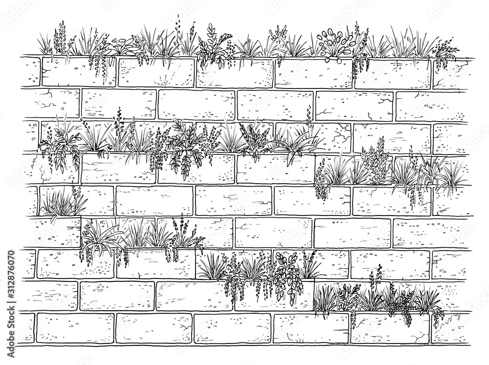 Concept drawing of green wall. Sketch of plants planted at the brick wall, black and white illustration