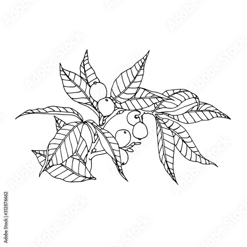 walnut branch with leaves and nuts in the skin, element of decorative ornament or pattern, vector illustration with black contour lines isolated on white background in doodle and hand drawn style