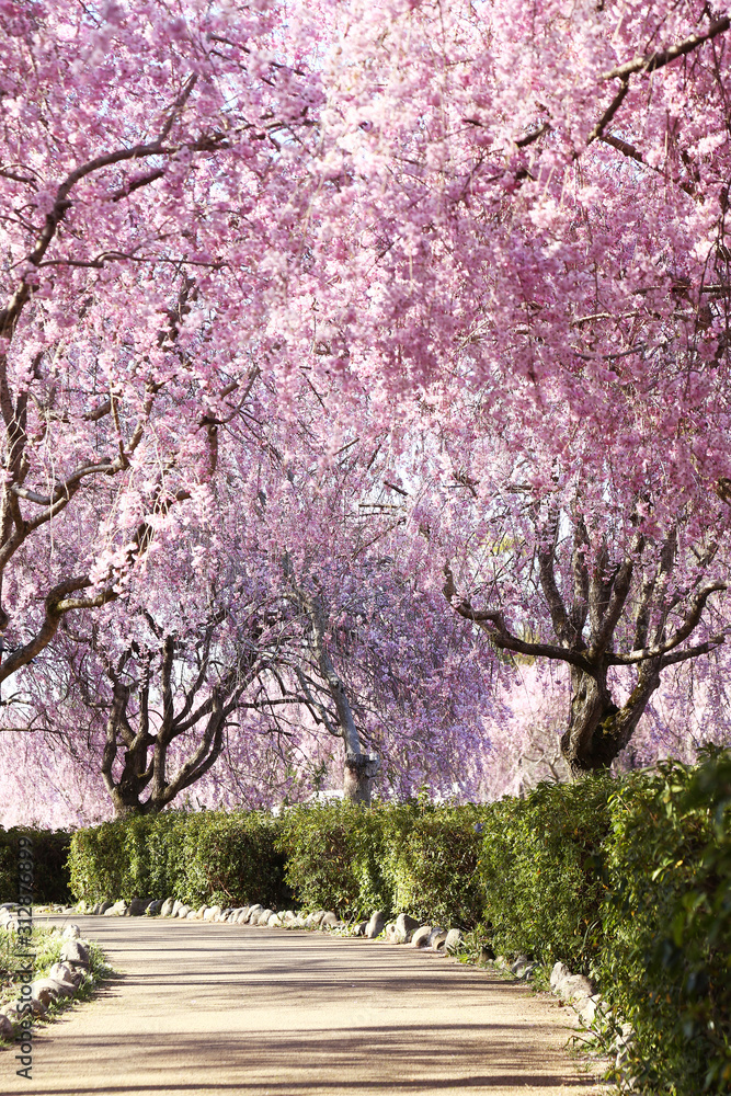 Obraz premium 風土記の丘の桜のトンネル