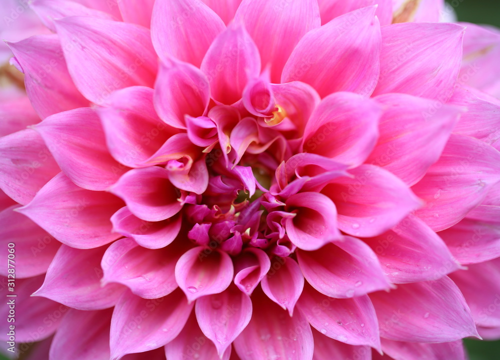 Close up of pink dahlia. Close up of pink dahlia.