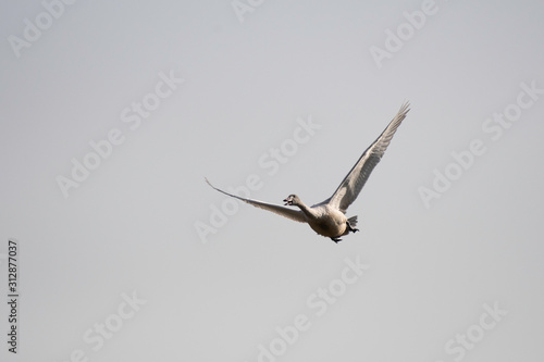 Whooper swan juvenile flying in Lake Tatara of Gunma prefecture, Japan