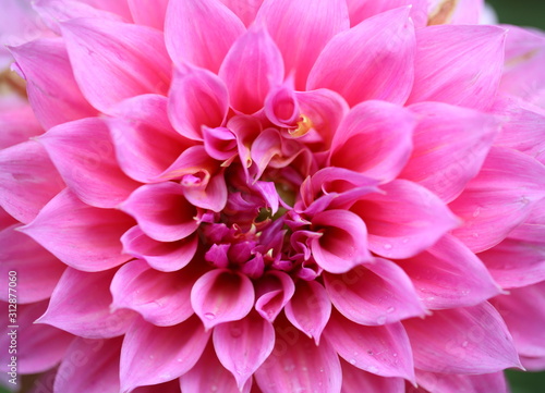 Close up of pink dahlia.  © Suwit